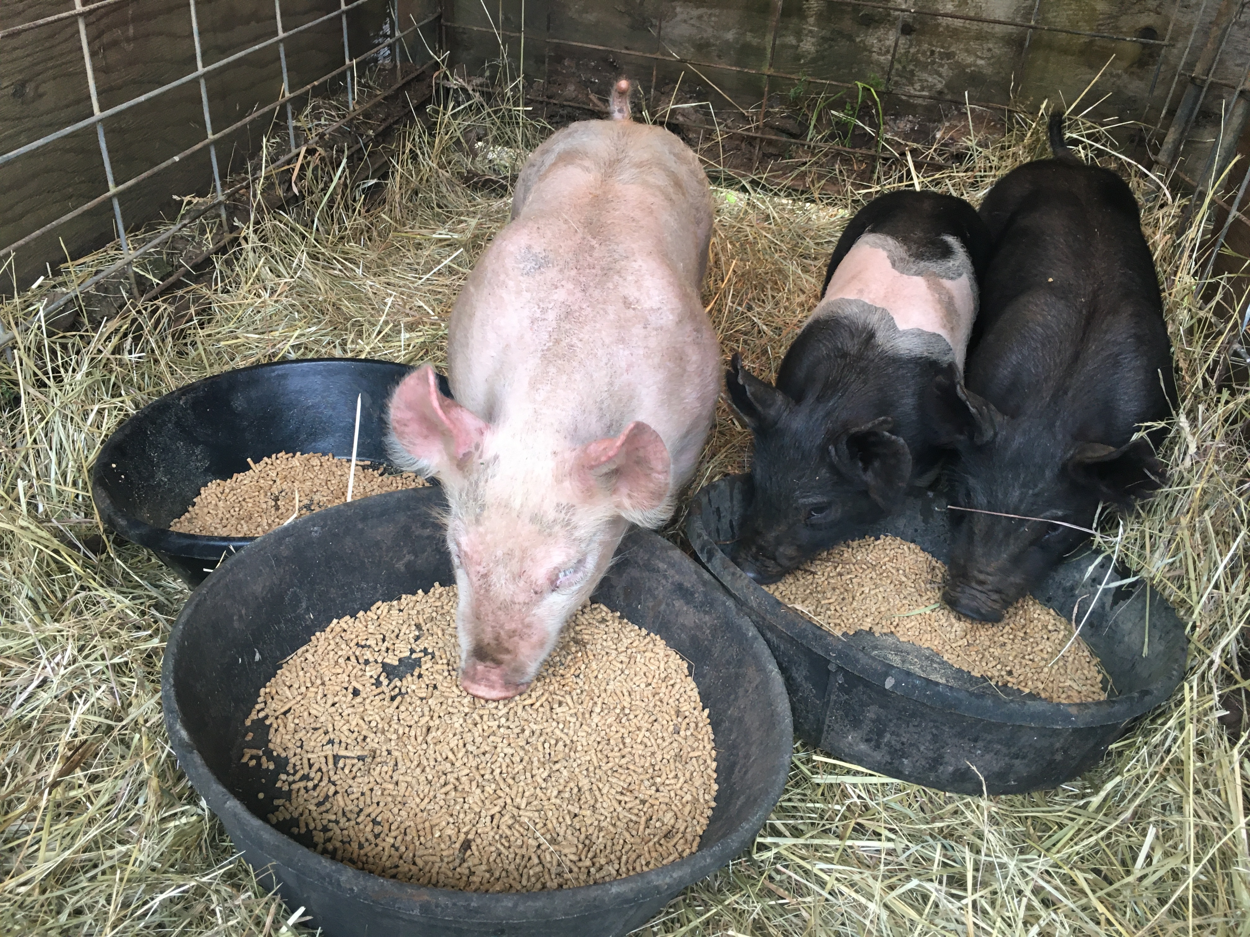 Piglets Eating